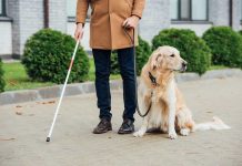 meilleures races de chien d'assistance