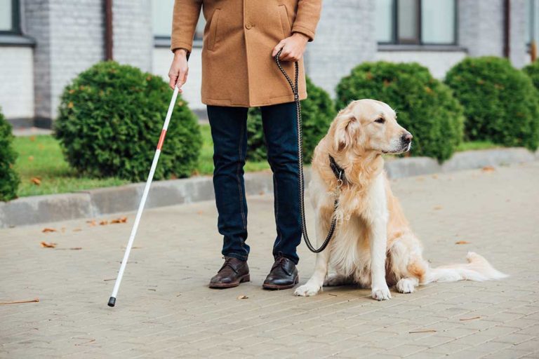 Les 12 meilleures races de chien d’assistance
