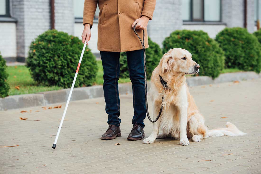 meilleures races de chien d'assistance