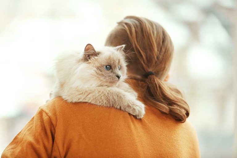 Les 9 races de chat qui font très attention à leur maître