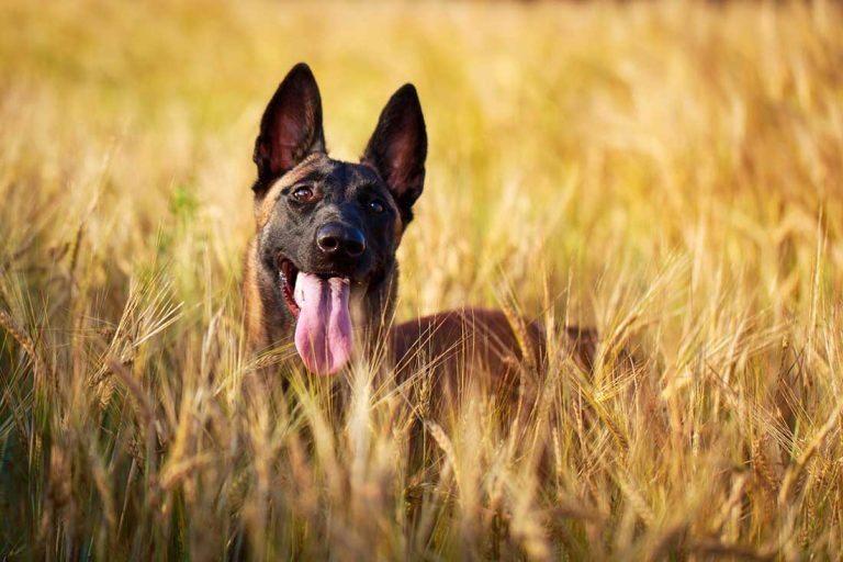 races de chien besoin d’un maître athlétique