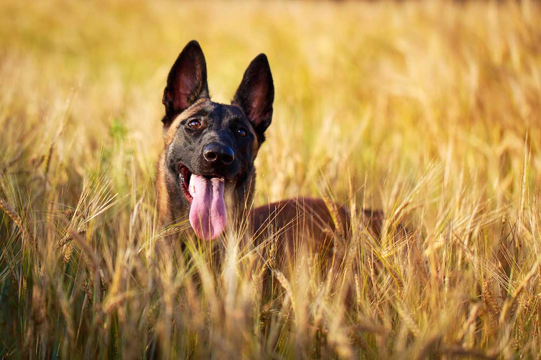 races de chien besoin d’un maître athlétique