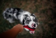 races de chien qui ont le plus de répondant