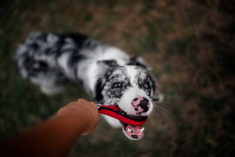 Les 9 races de chien qui ont le plus de répondant