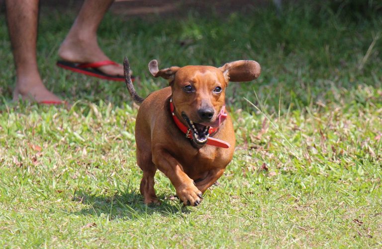 Quels sont les chiens qui sont les plus foufou ?