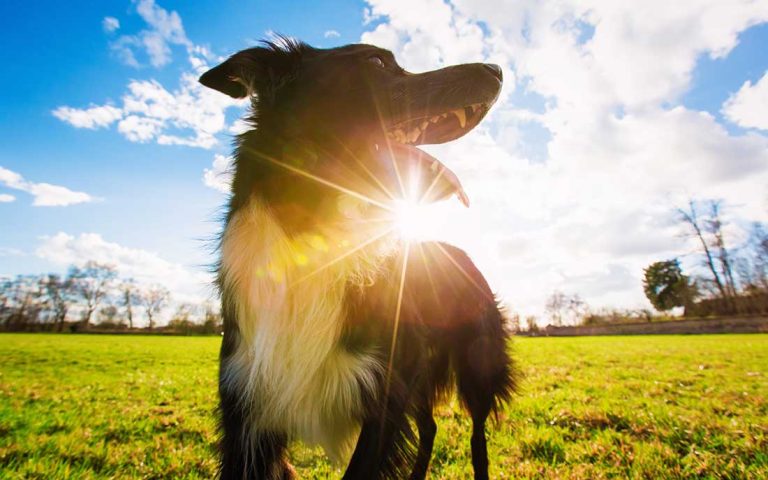 Zodiaque canin : Découvrez le caractère de votre chien selon son signe astrologique