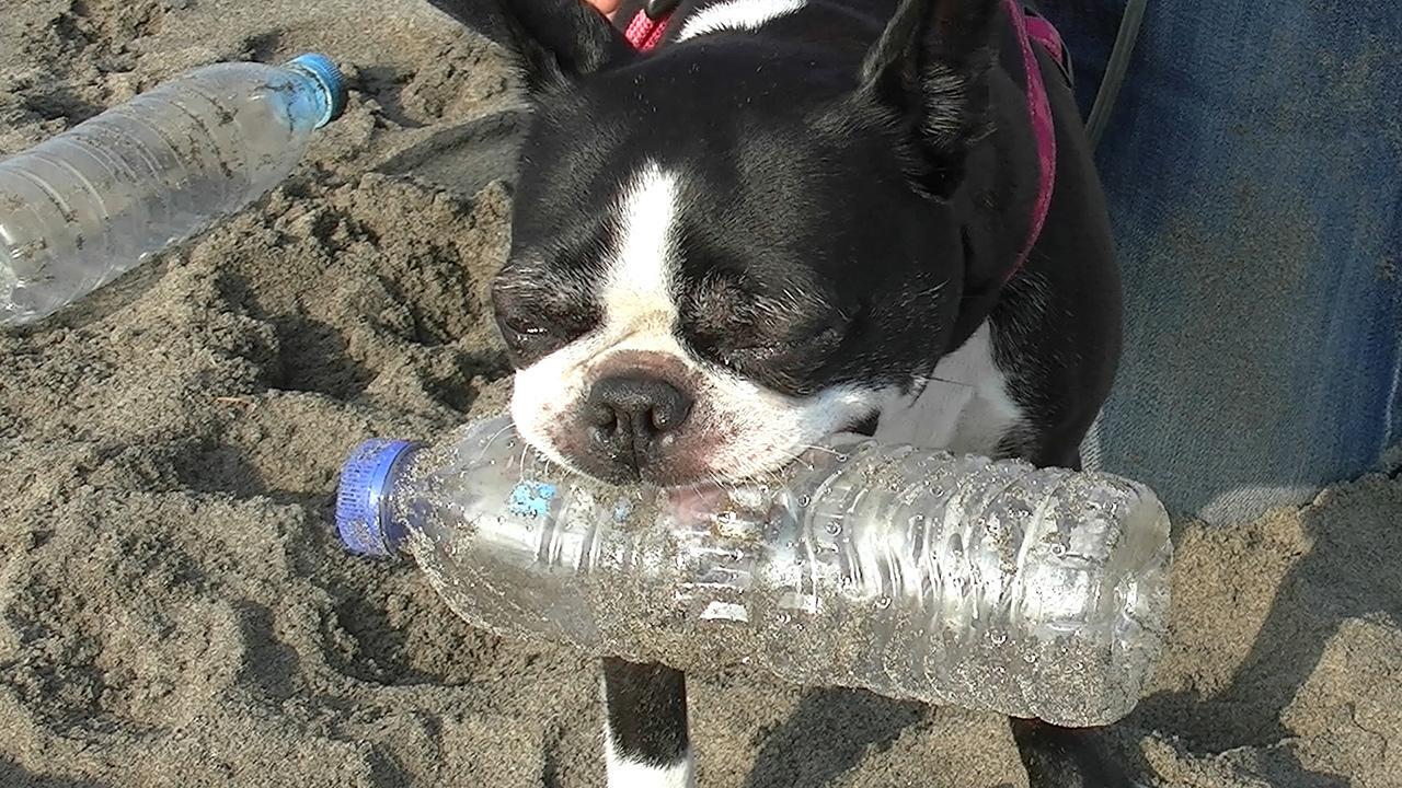 Ikura, la chienne héroïne qui a inspiré une révolution plastique sur une plage