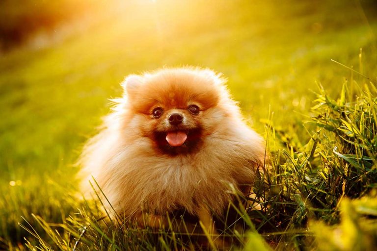 Chiens nains : Les 11 races de chien miniatures