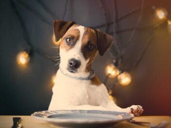 Combien de fois par jour nourrir mon chien pour éviter l’obésité ? Un guide pratique