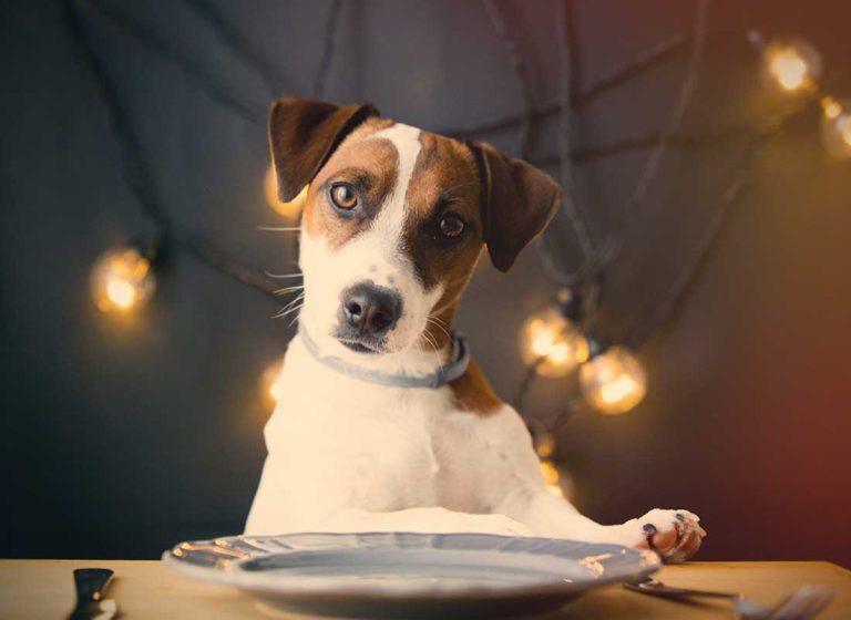 Combien de fois par jour nourrir mon chien éviter obésité