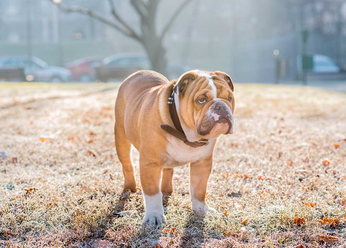 Combien de fois par jour nourrir mon chien