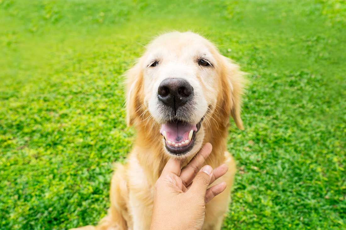 Comment savoir si mon chien est en bonne santé