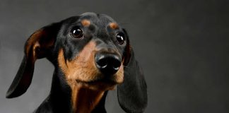 comprendre le langage corporel d'un chien