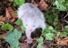 incroyable transformation chaton abandonné