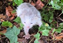 incroyable transformation chaton abandonné