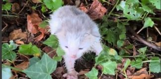 incroyable transformation chaton abandonné