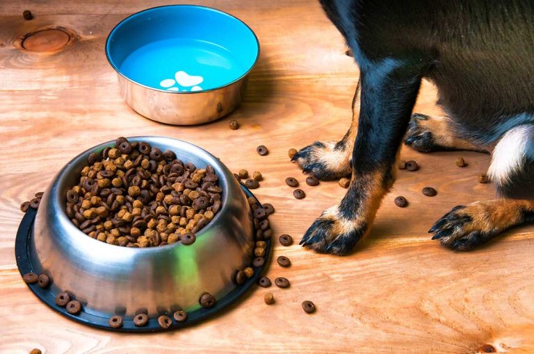 type de nourriture est idéale pour mon chien