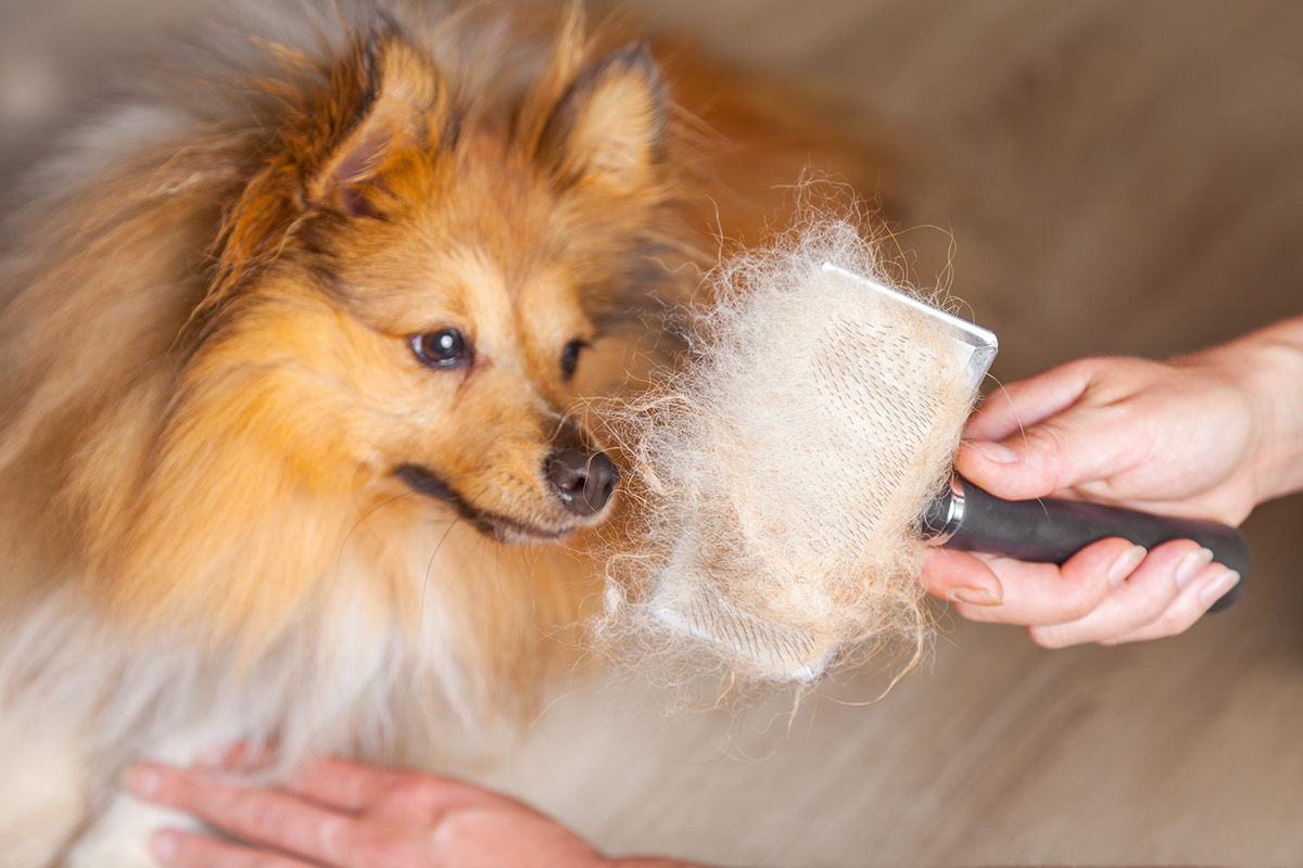 races de chien qui laissent des touffes de poils partout