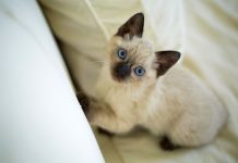 races de chat qui vénèrent leur maître