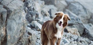 races de chien qui ne demandent pas beaucoup de soin