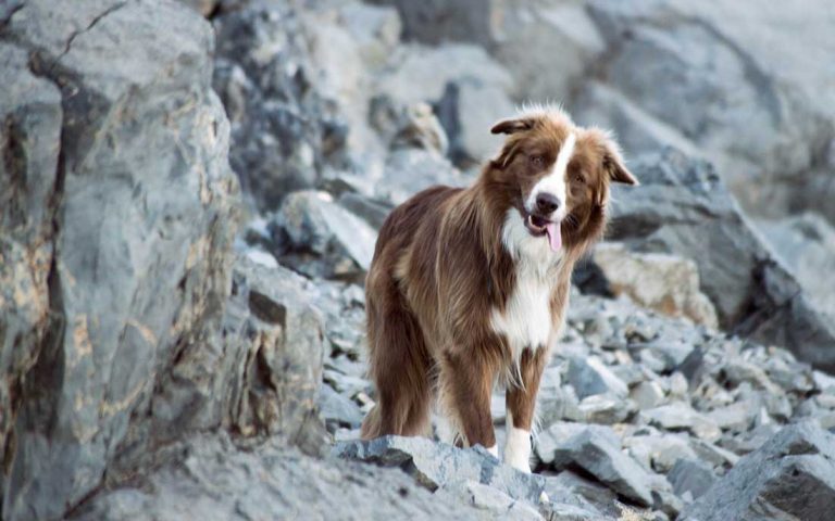 races de chien qui ne demandent pas beaucoup de soin