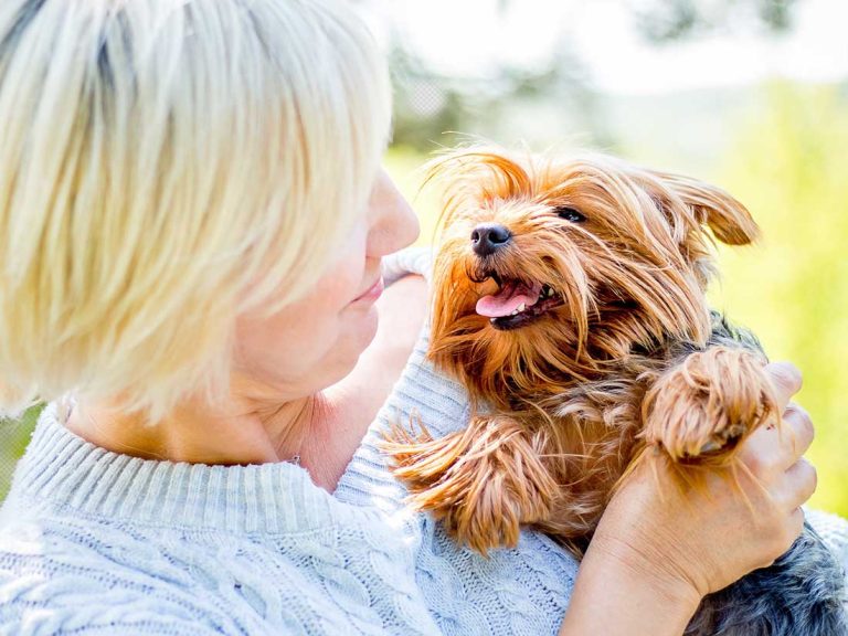 Les 8 races de chien qui sont idéales pour les retraités