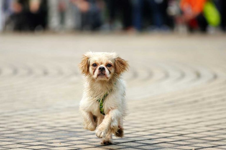 Les 9 races de chien qui sont parfaites pour un maître pas sportif 