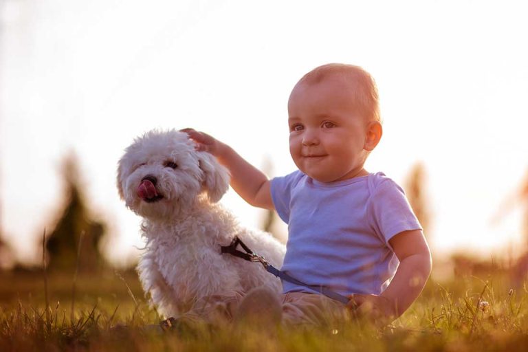 Les 9 races de chien les plus merveilleuses avec les enfants