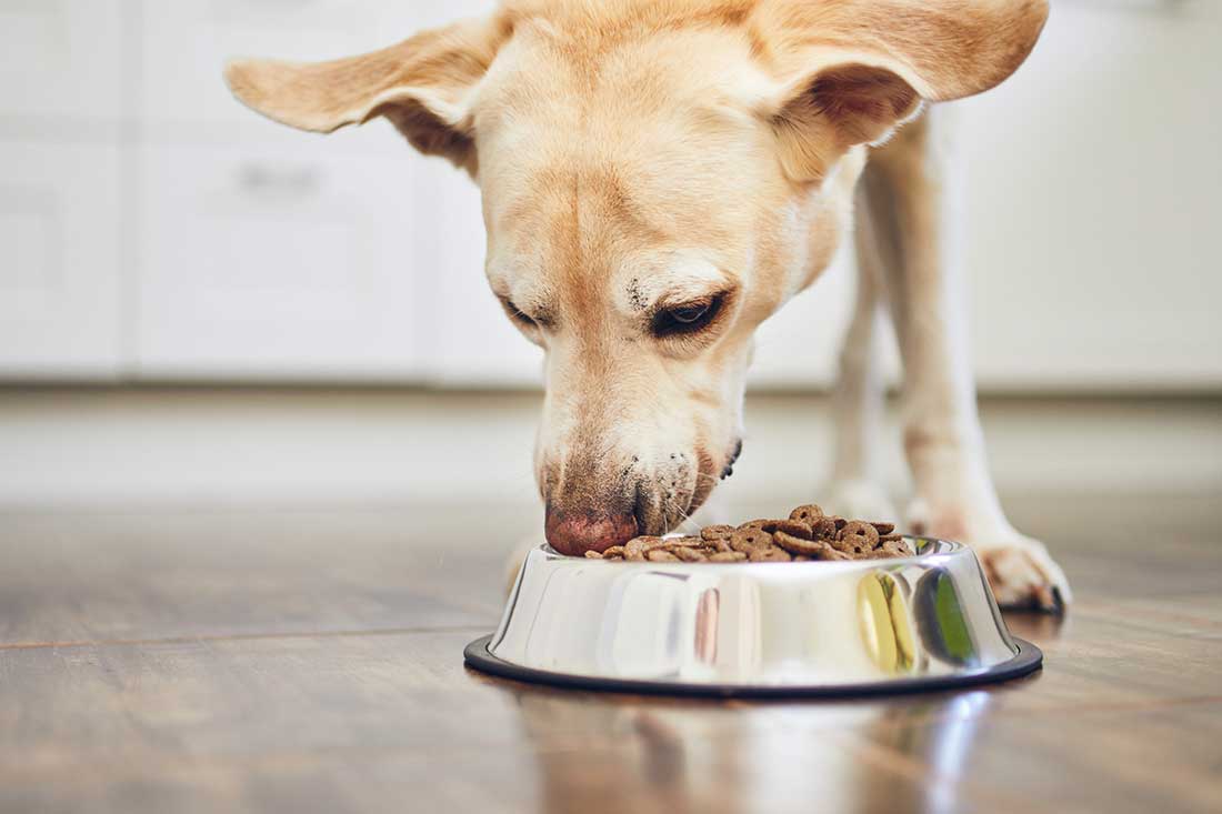 type de nourriture est idéale pour mon chien