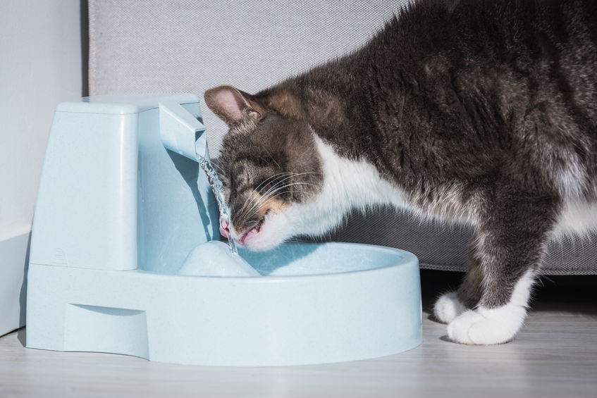 Les compléments alimentaires Zooplus : le petit plus essentiel pour votre chat