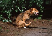 Pourquoi mon chien se frotte le derrière par terre