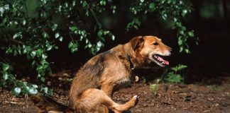 Pourquoi mon chien se frotte le derrière par terre