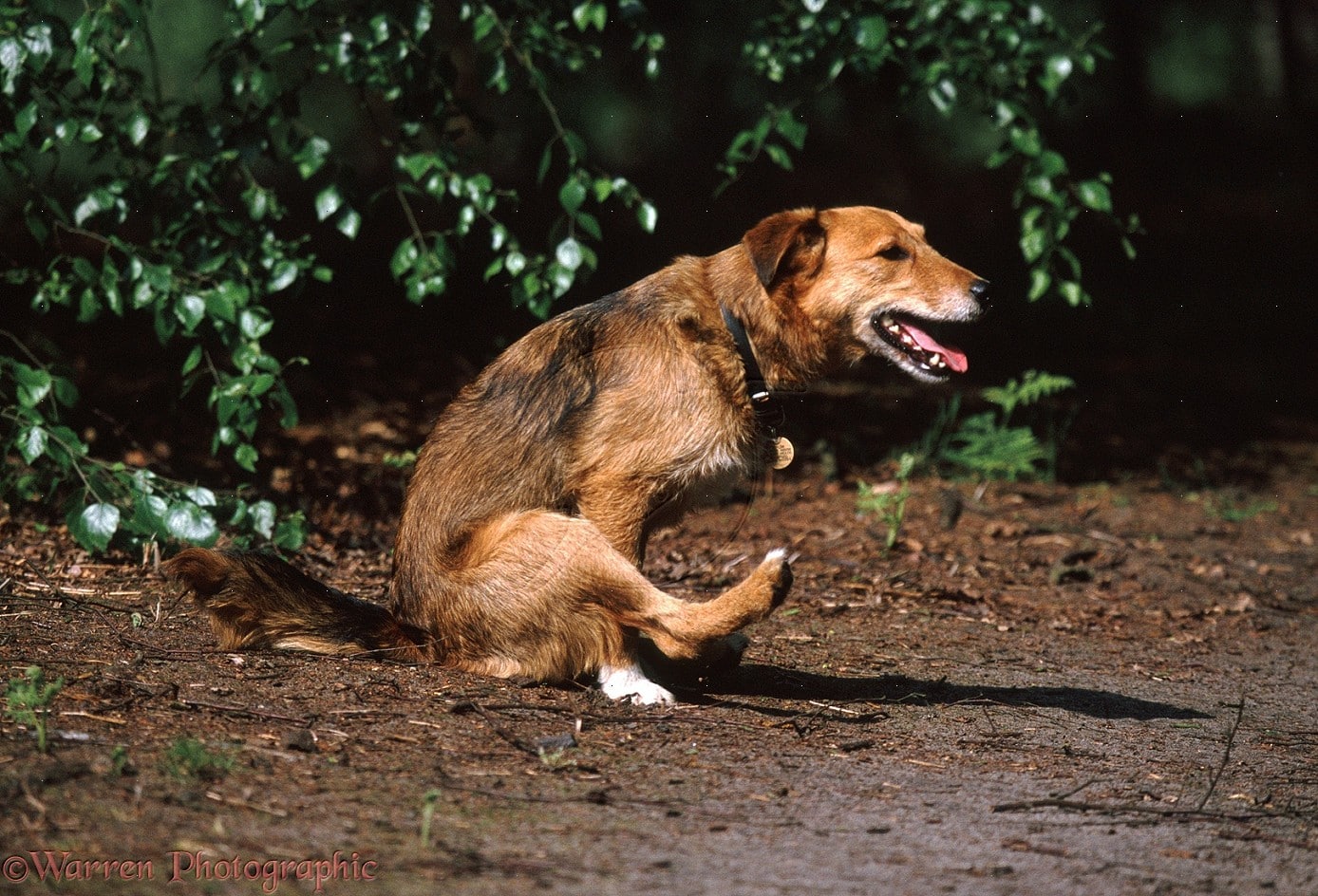 Pourquoi mon chien se frotte le derrière par terre