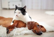 choses que les chiens et les chat détestent plus que tout