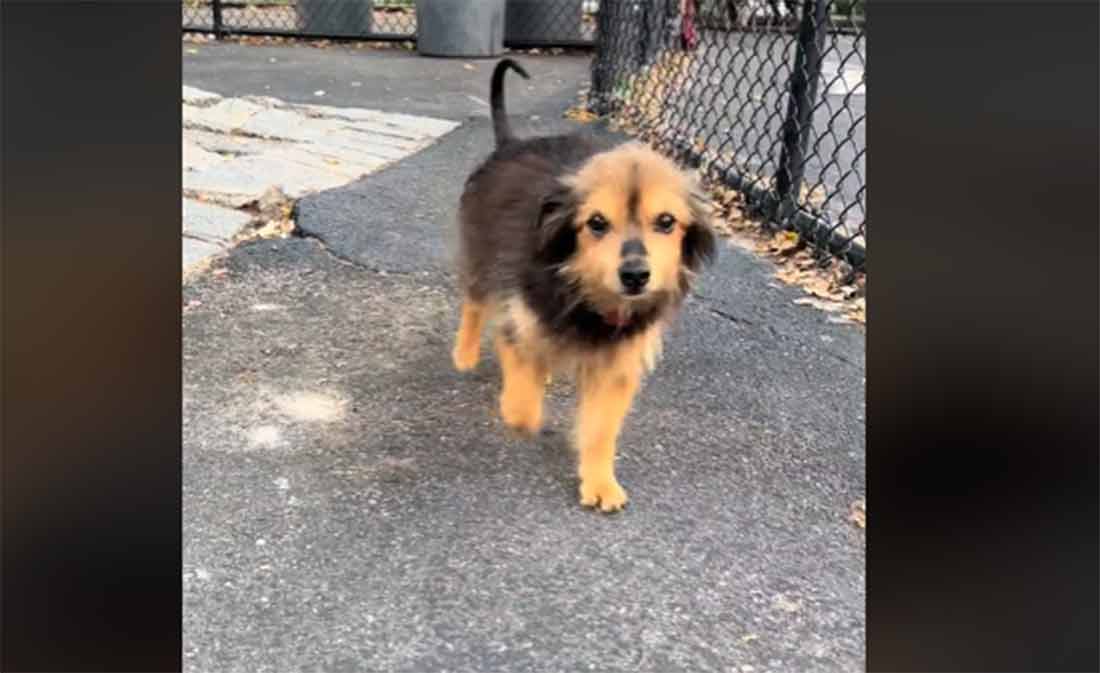 formidable transformation d'un petit chien