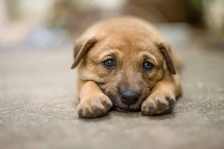 Pourquoi votre chien vous regarde-t-il avec des yeux tristes ?