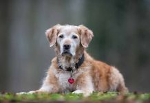 quel âge un chien est considéré comme vieux