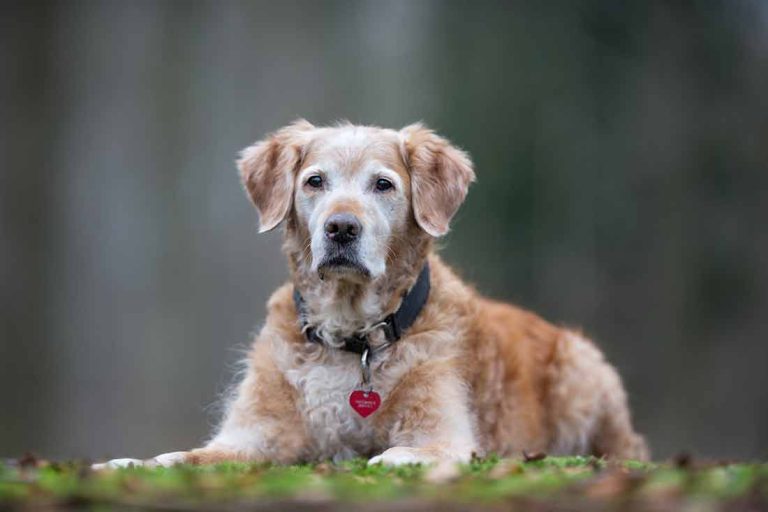 quel âge un chien est considéré comme vieux