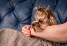 races de chien qui peuvent voyager en cabine