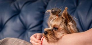 races de chien qui peuvent voyager en cabine