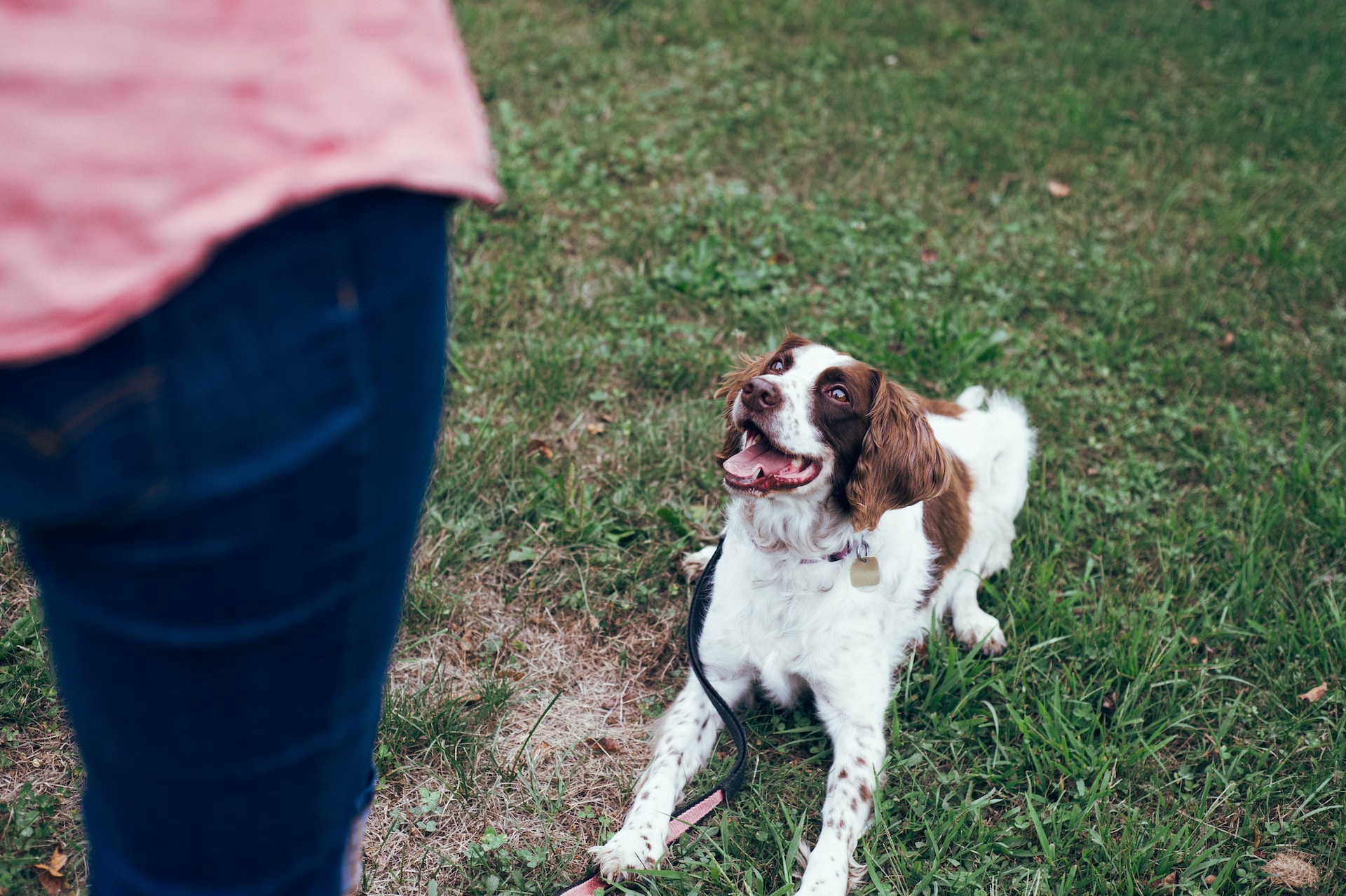 dressage de chien