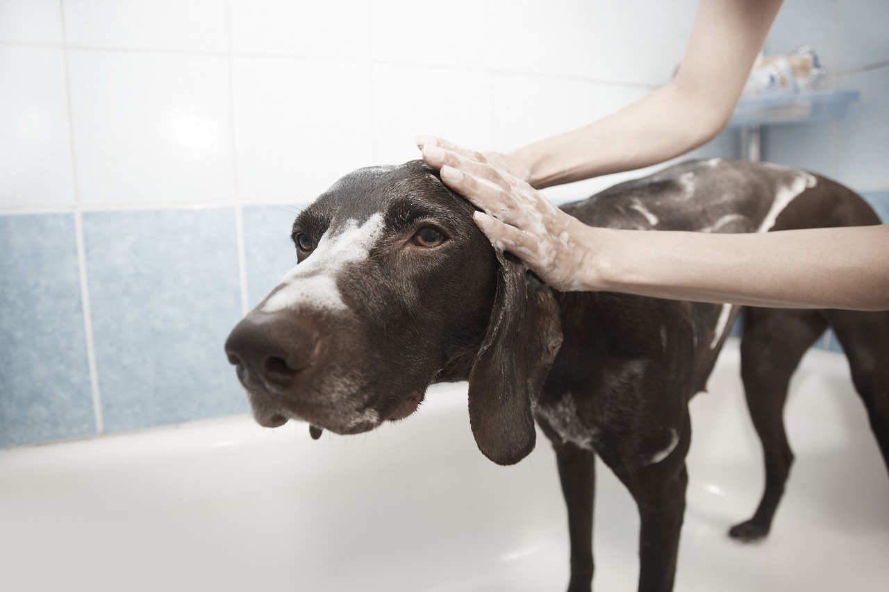 toilettage de chien