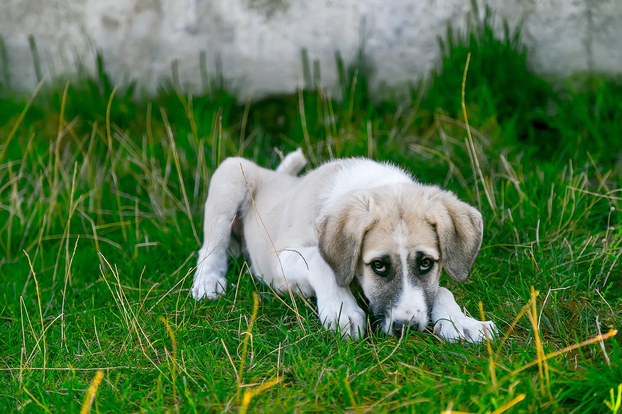 chien malade