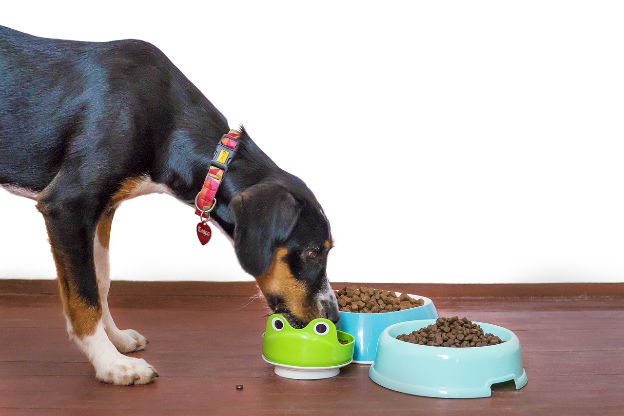 Les allergies alimentaires chez les chiens : comment choisir des croquettes hypoallergéniques ?