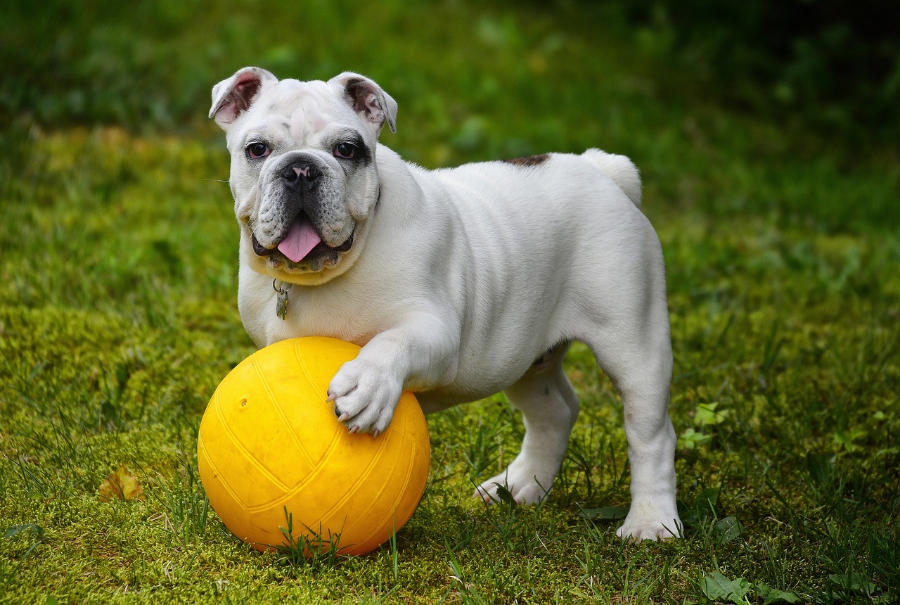 activités physiques et mentales du chien