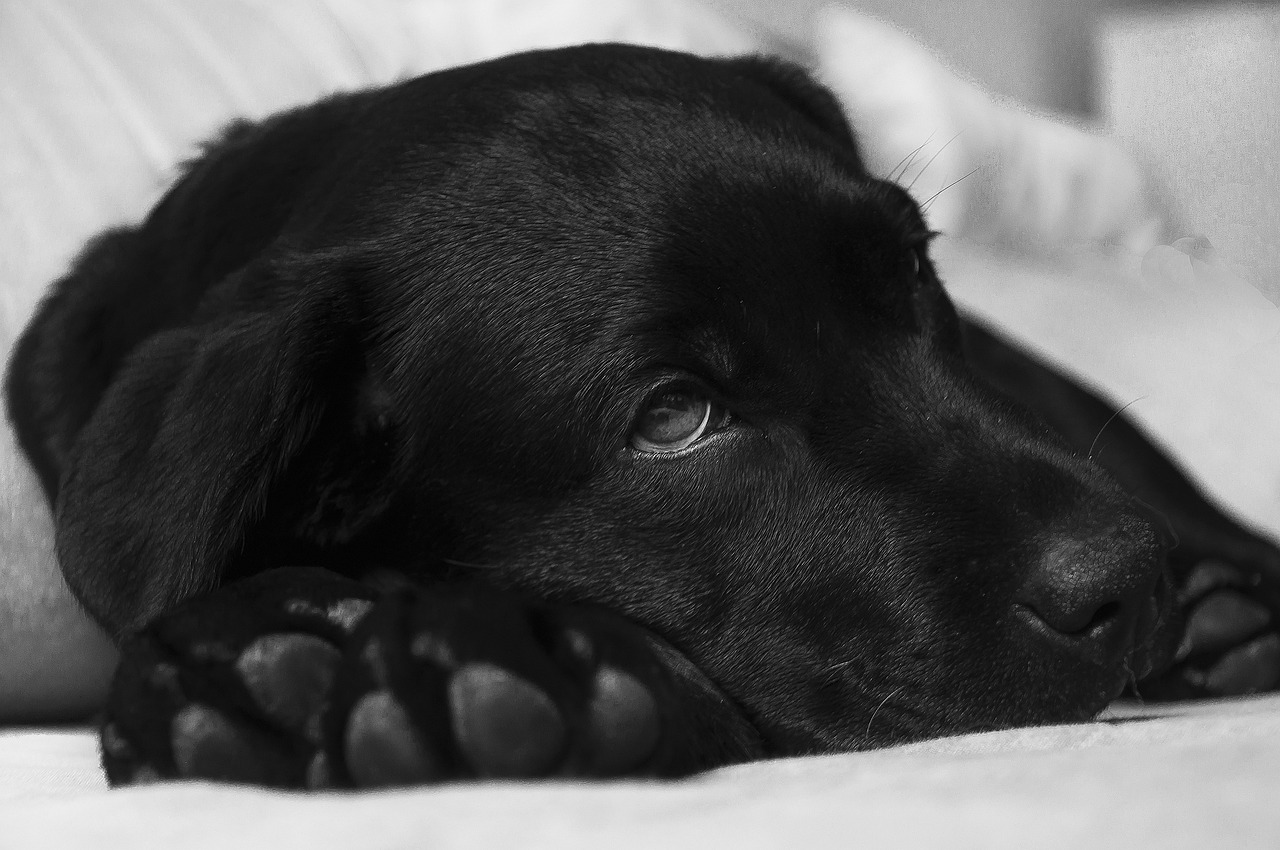 chien qui n'arrête pas de trembler