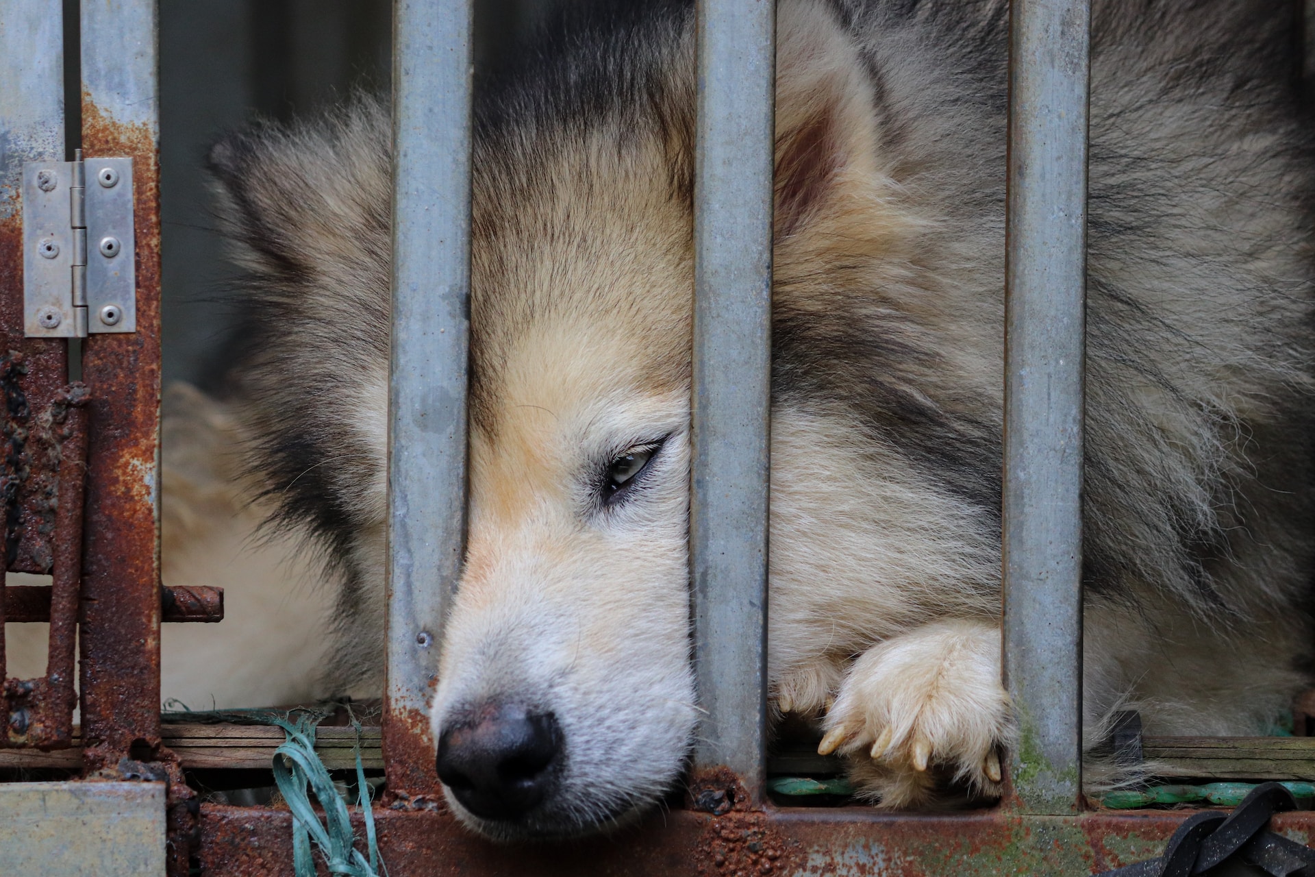 chien malade