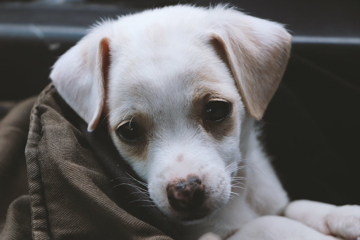 chien malade