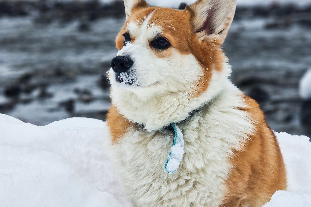 chien sous la neige