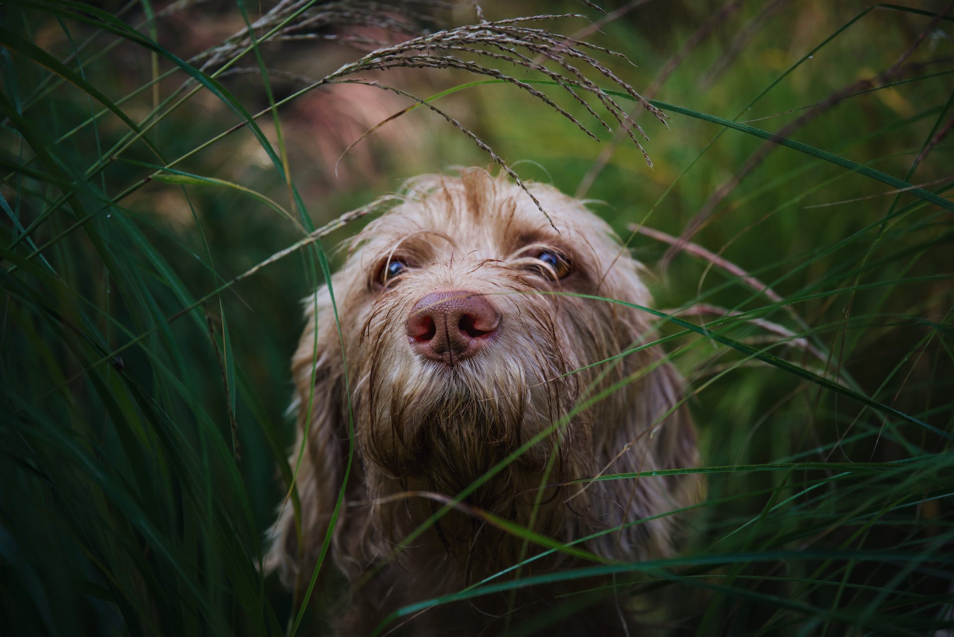 Larmoiement du chien : quelles sont les causes, symptômes et solutions ?